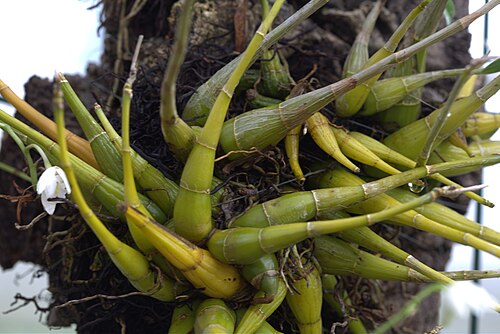 A flowering specimen of Dendrobium kingianum var. album, showing the pure-white-flowered form of the species.