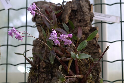 A flowering specimen of Dendrobium kingianum showing a raceme of pink flowers with the species' characteristic purple-marked labellum.