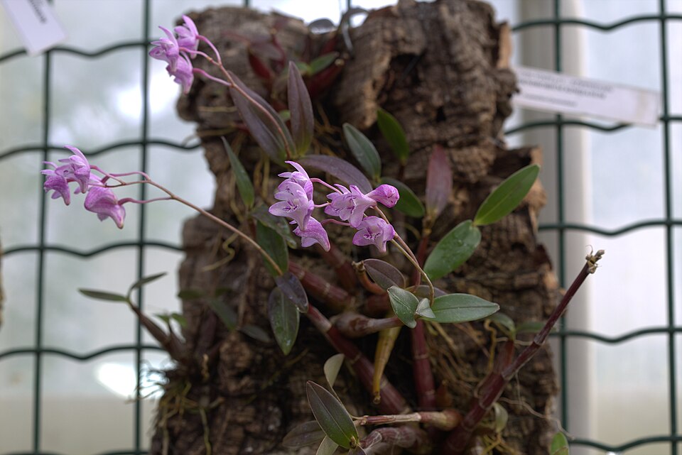 A flowering specimen of Dendrobium kingianum showing a raceme of pink flowers with the species' characteristic purple-marked labellum.
