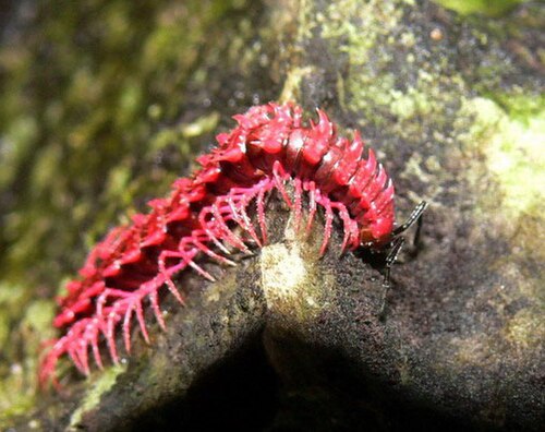 An adult Desmoxytes purpurosea, showing the vivid pink body and prominent spiny paraterga that give the species its dragon-millipede appearance.